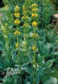 Gentiana lutea